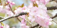 満開の桜のなかで、観桜会＆松濤祭が大盛況